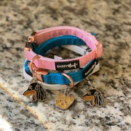 collars dackel yorkie.jpg